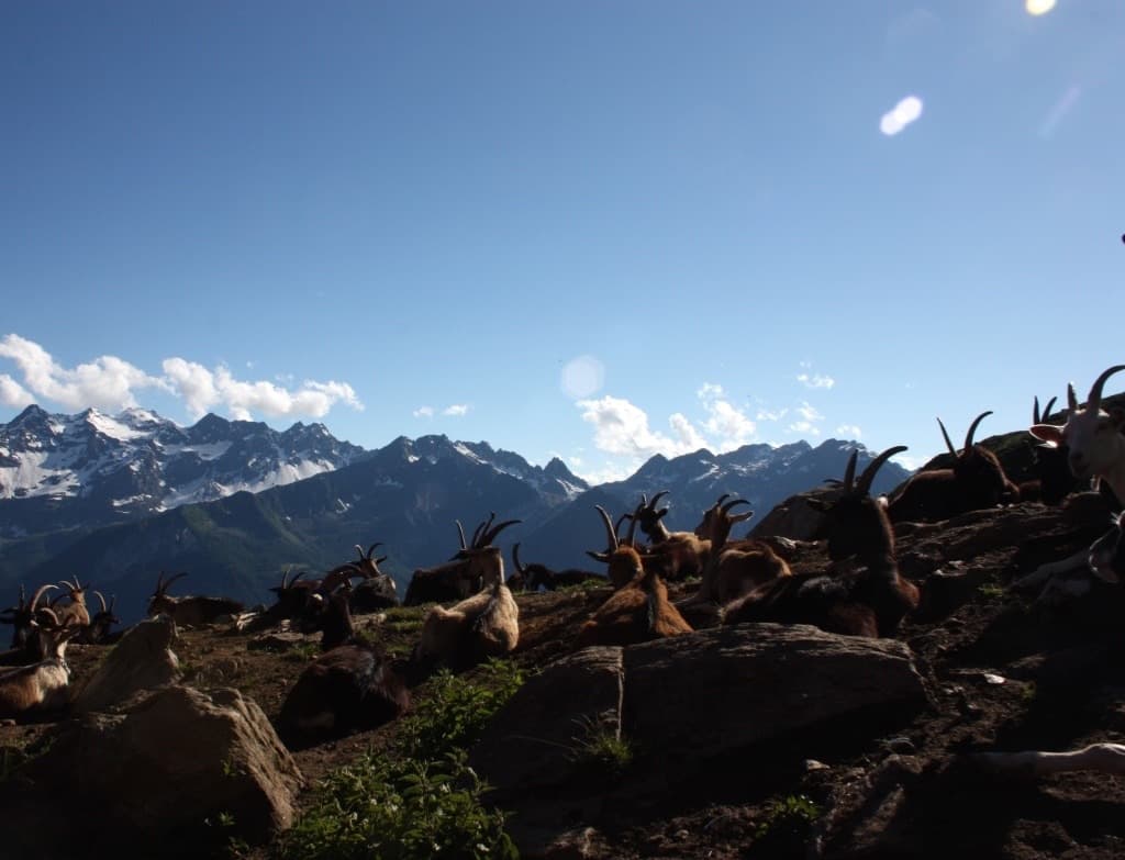 Un'estate in alpe