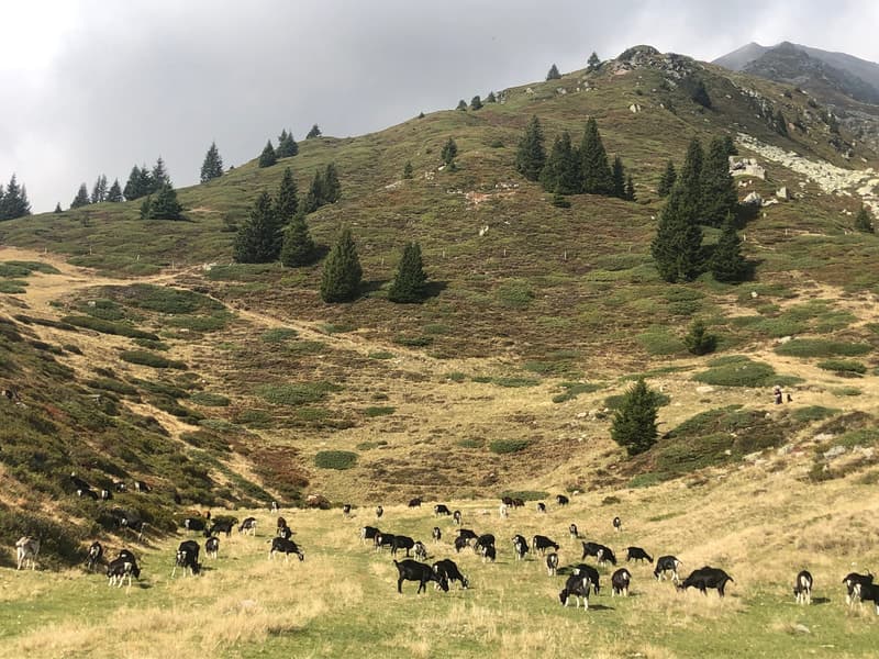 Marachiei farm