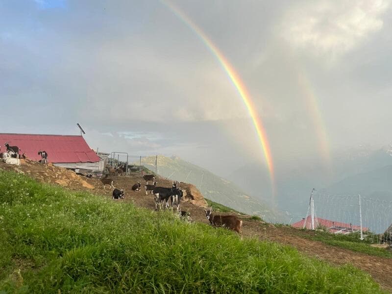 Marachiei farm