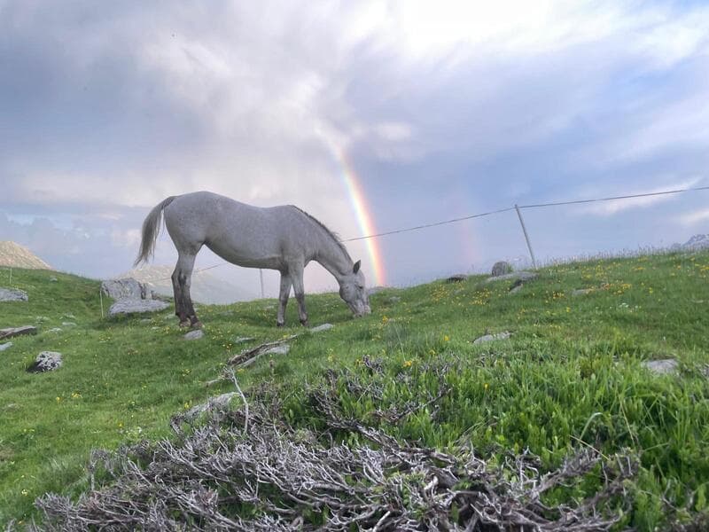 Marachiei farm